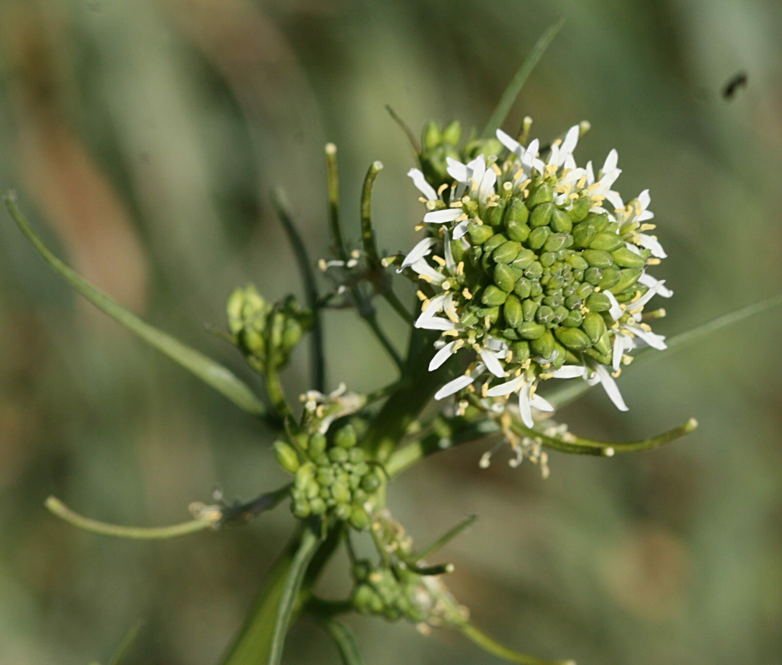 High Resolution Caulanthus lasiophyllus Flower
